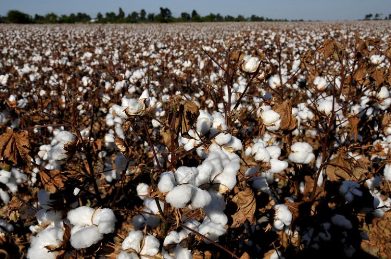 Image of a field of mature cotton.