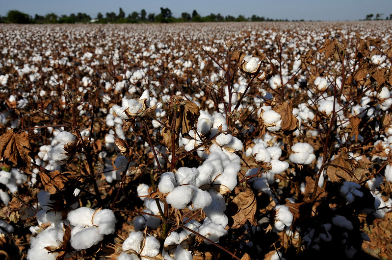 Image of a field of mature cotton.