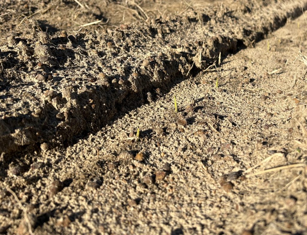 Emerging corn seedlings poking through the soil.