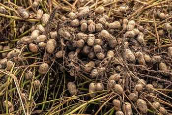Photo of freshly-turned peanuts on the ground.