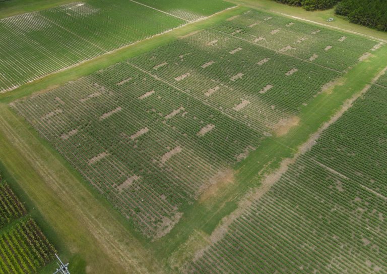 Aerial photo of cotton field in which the research trial is being held.
