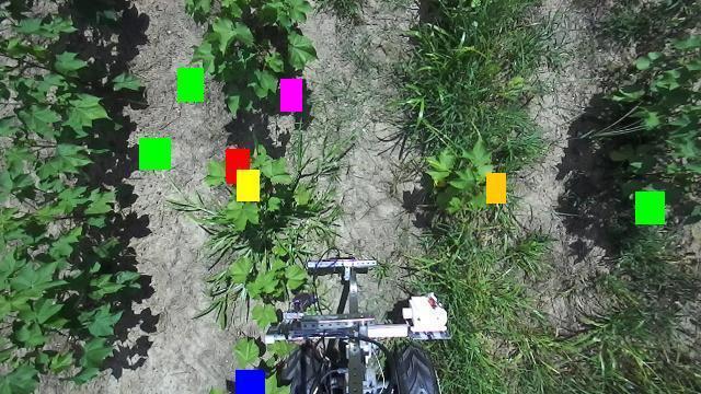 Image of plants in an agricultural field, taken from approximately head-high, with four colors of small boxes superimposed over the plants.