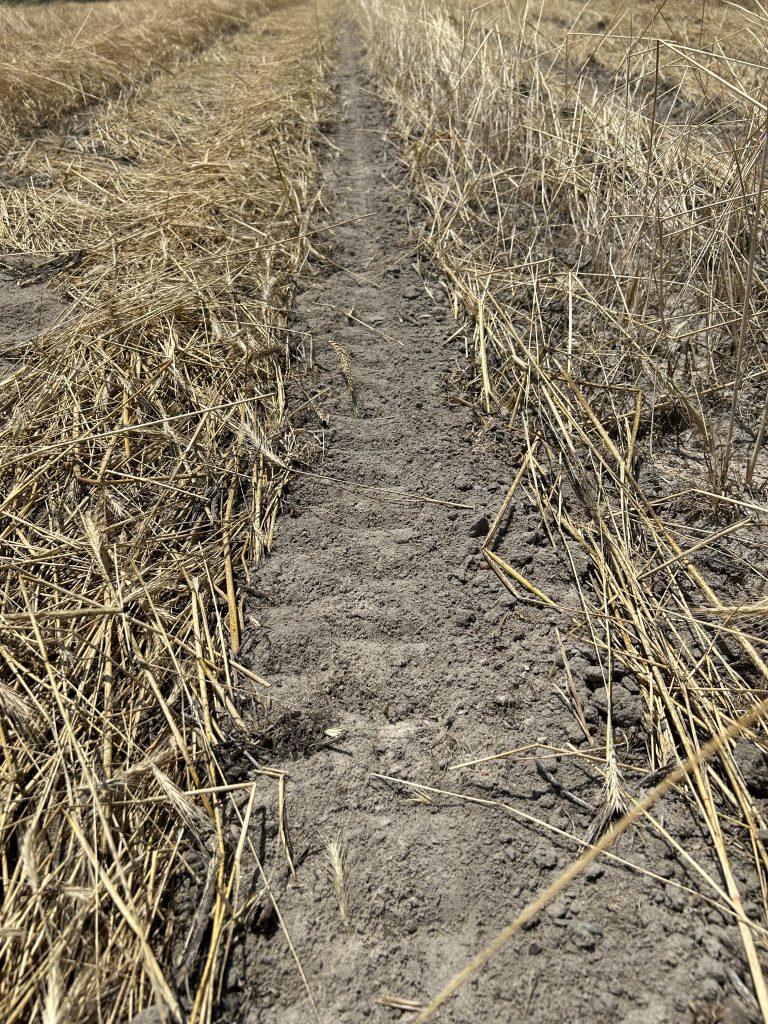 Close-up image of a strip till row. The track of the planter's closing system, which fills in soil after the seed is planted, is offset from the center of the bare dirt row ("strip-till slit"). What the photo conveys is the track of the closing system running just on the side of the dirt slot in the residue.