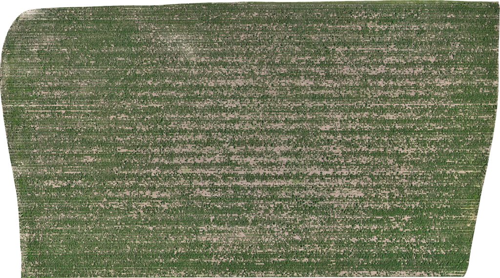 Drone image of the North Pivot field, showing green lines (vegetation) with beige (soil) peeking through.