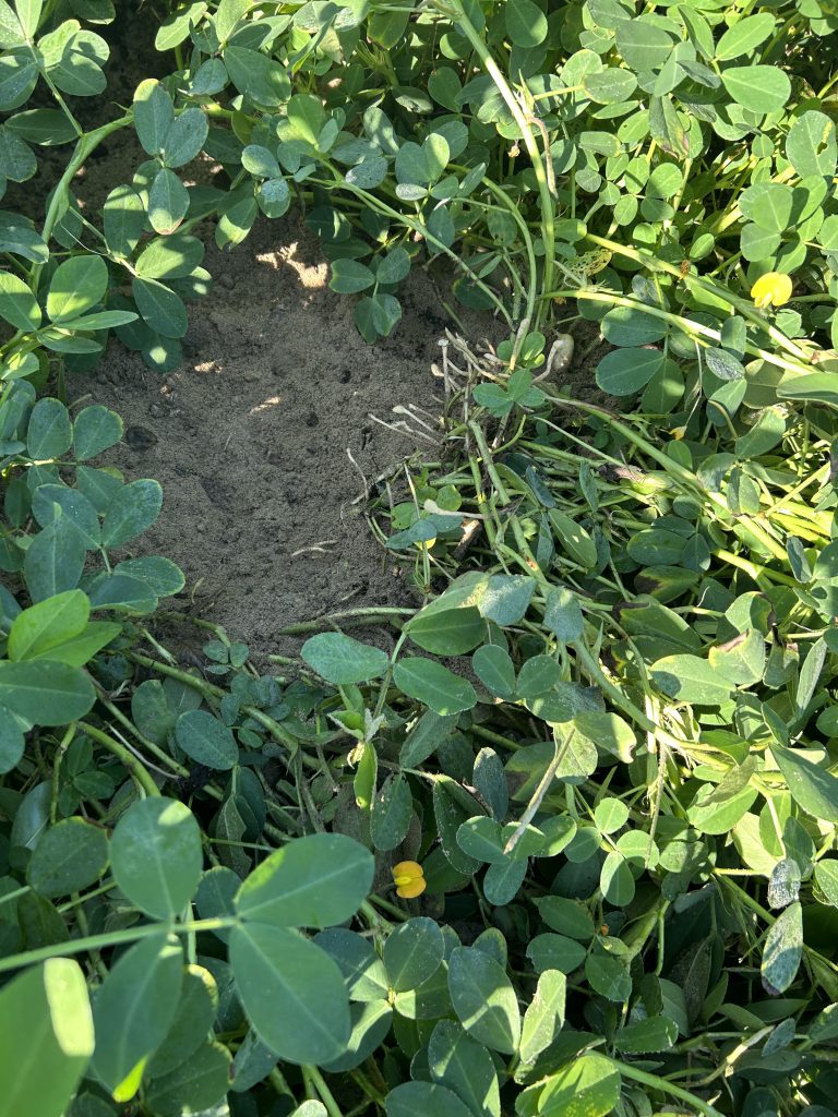 uprooted peanut plant and holes in the soil where deer removed the developing peanut pods.