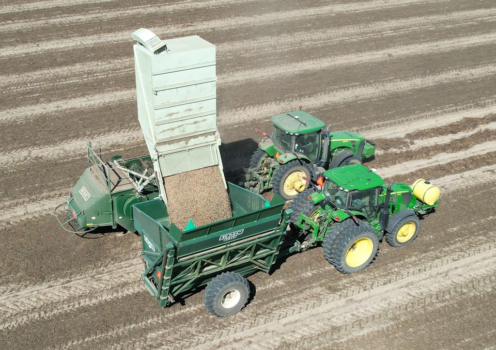 A combine harvesting peanuts in a field. Beside it is a tractor pulling a cart to catch the harvested peanuts, which the combine is dropping into the cart.
