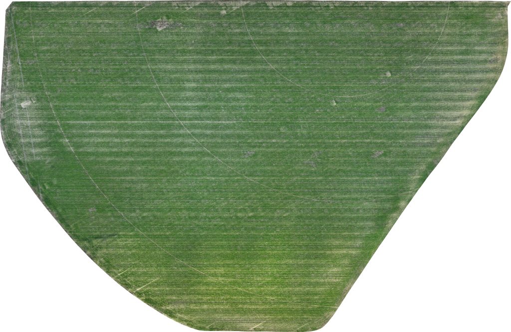 Aerial photo of the South Pivot field growing in verdant green.