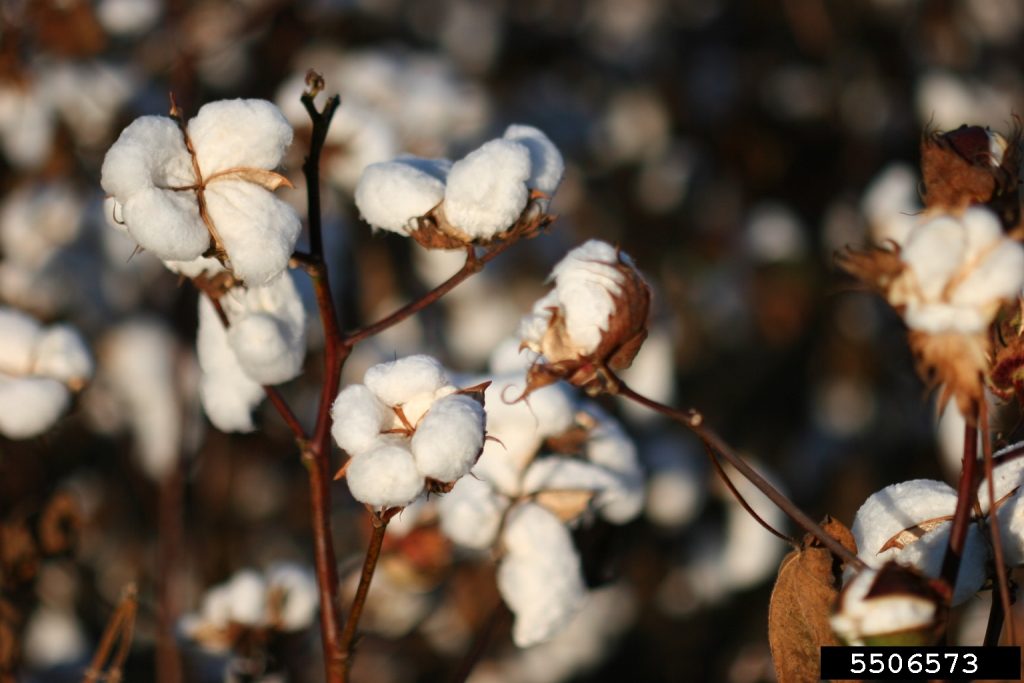 Cotton in the field