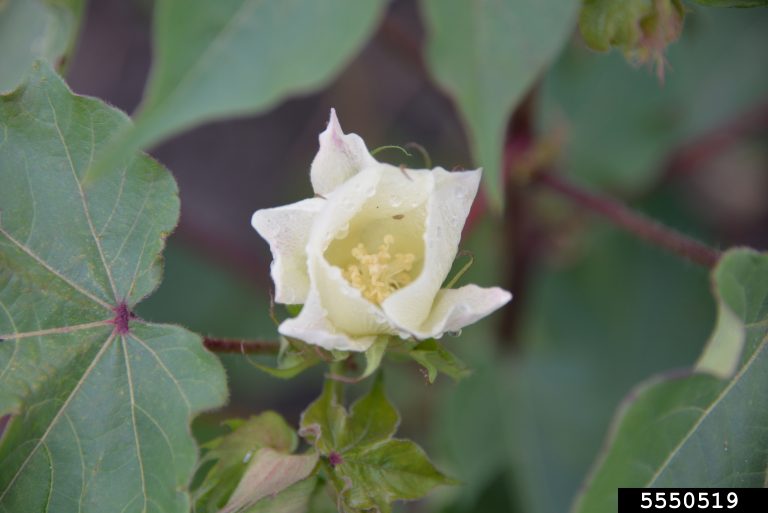 Cotton flower unfurling