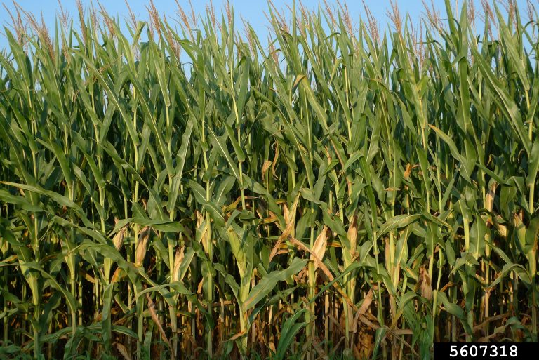 Corn field