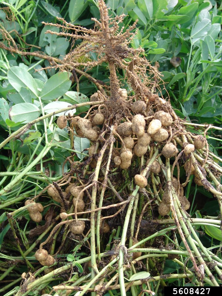 Peanuts